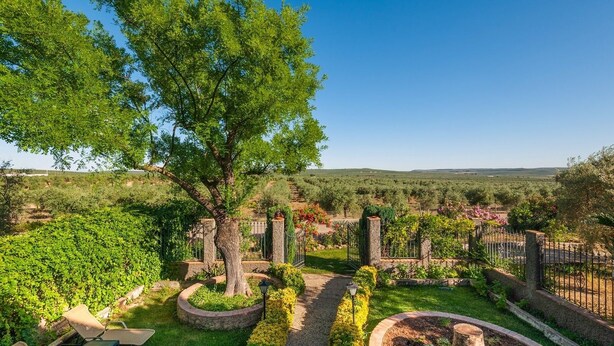 Un vignoble avec des rangées de vignes, un sentier en pierre et un grand arbre au premier plan.