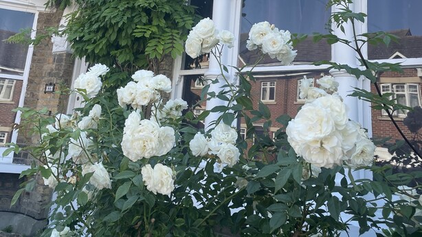 Ein Backsteinhaus mit weißen Säulen und einem Garten mit weißen Rosen.