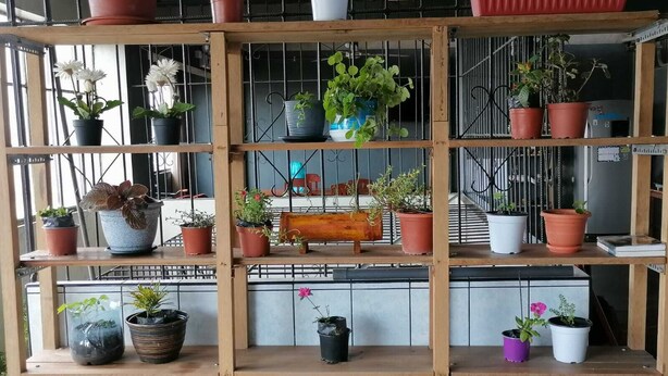 Una estantería de madera con varias plantas en macetas.