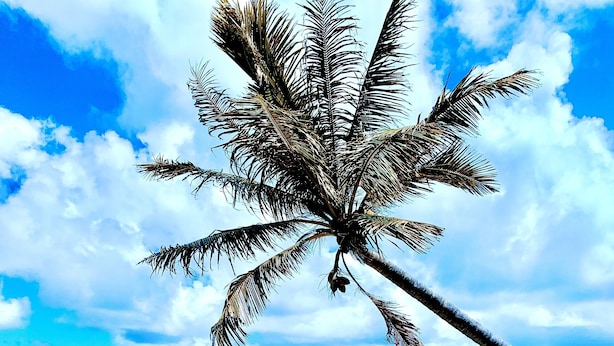 Una playa con aguas turquesas cristalinas, una palmera e islas distantes.