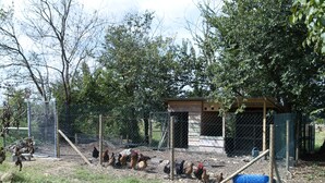 A fenced outdoor area with a small shelter, chickens, and trees.