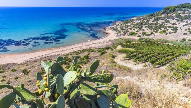 A coastal landscape with a beach, cacti, and a clear view of the sea.
