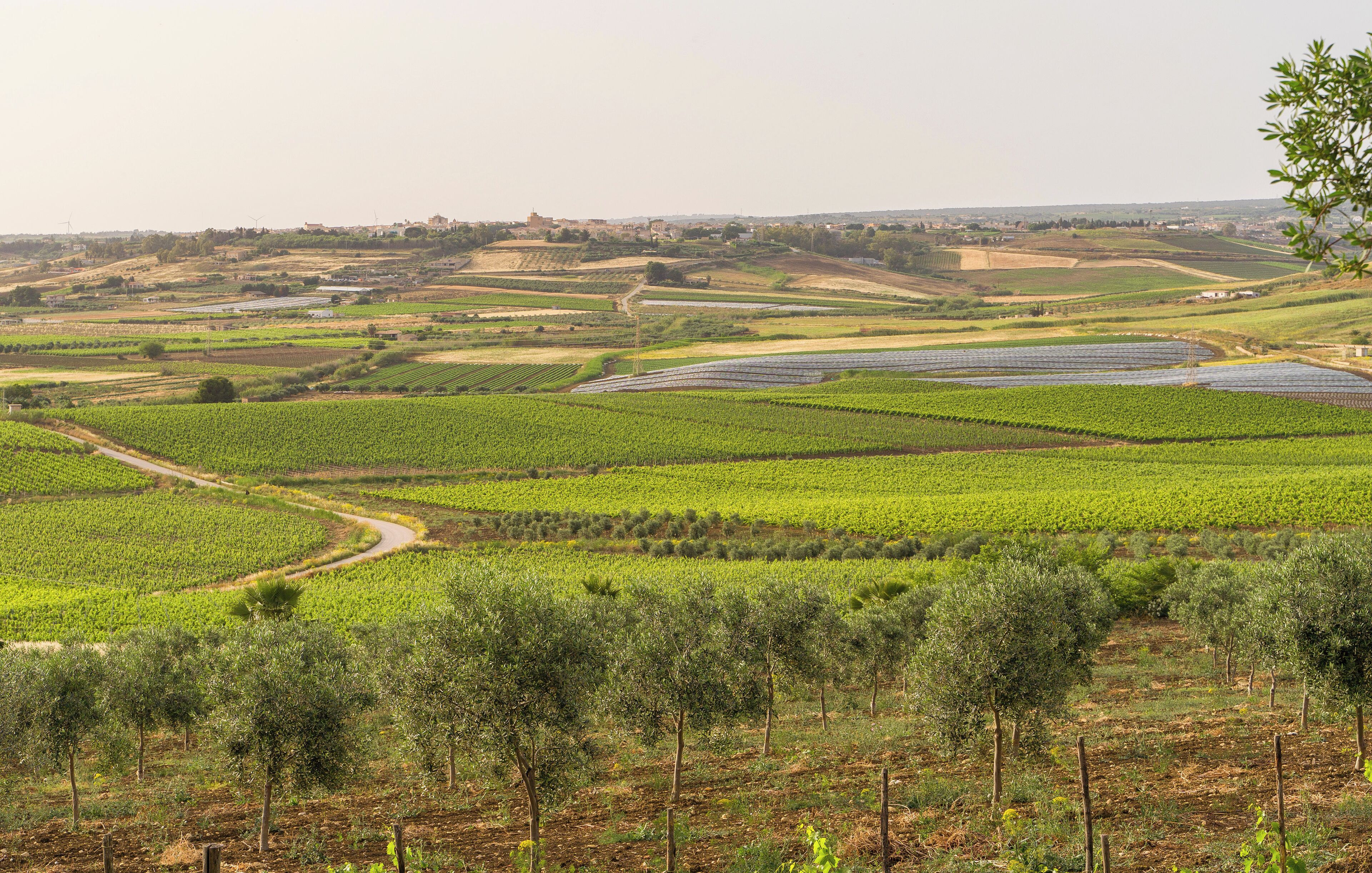 A vineyard landscape with rows of grapevines and olive trees.