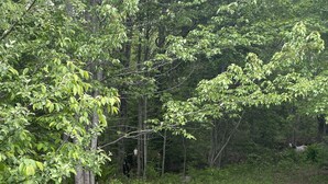 Un paysage naturel caractérisé par un feuillage verdoyant et luxuriant et une grande variété d’arbres.