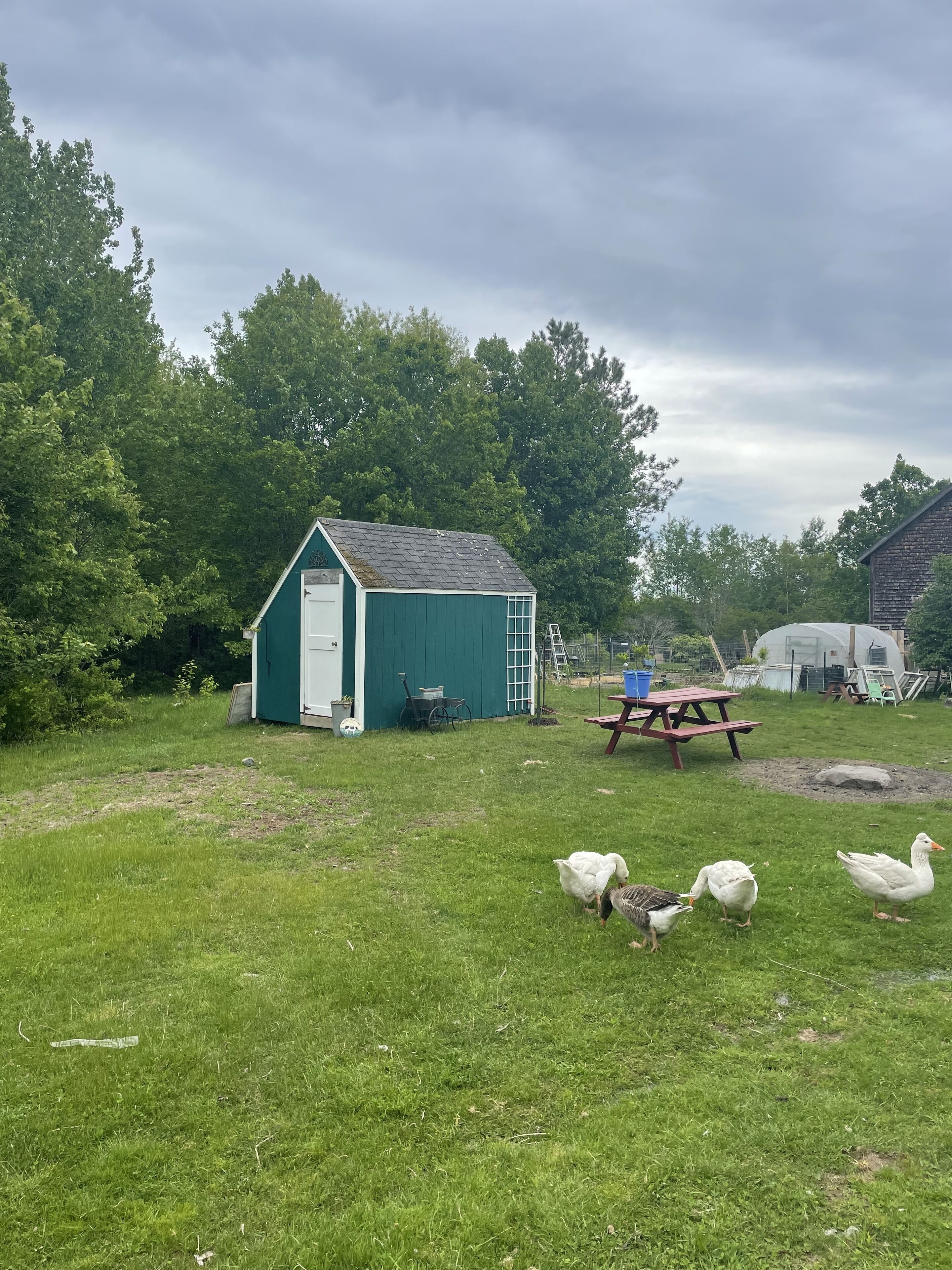 A green shed with a ladder, a picnic table, and ducks in a grassy yard with trees in the background.