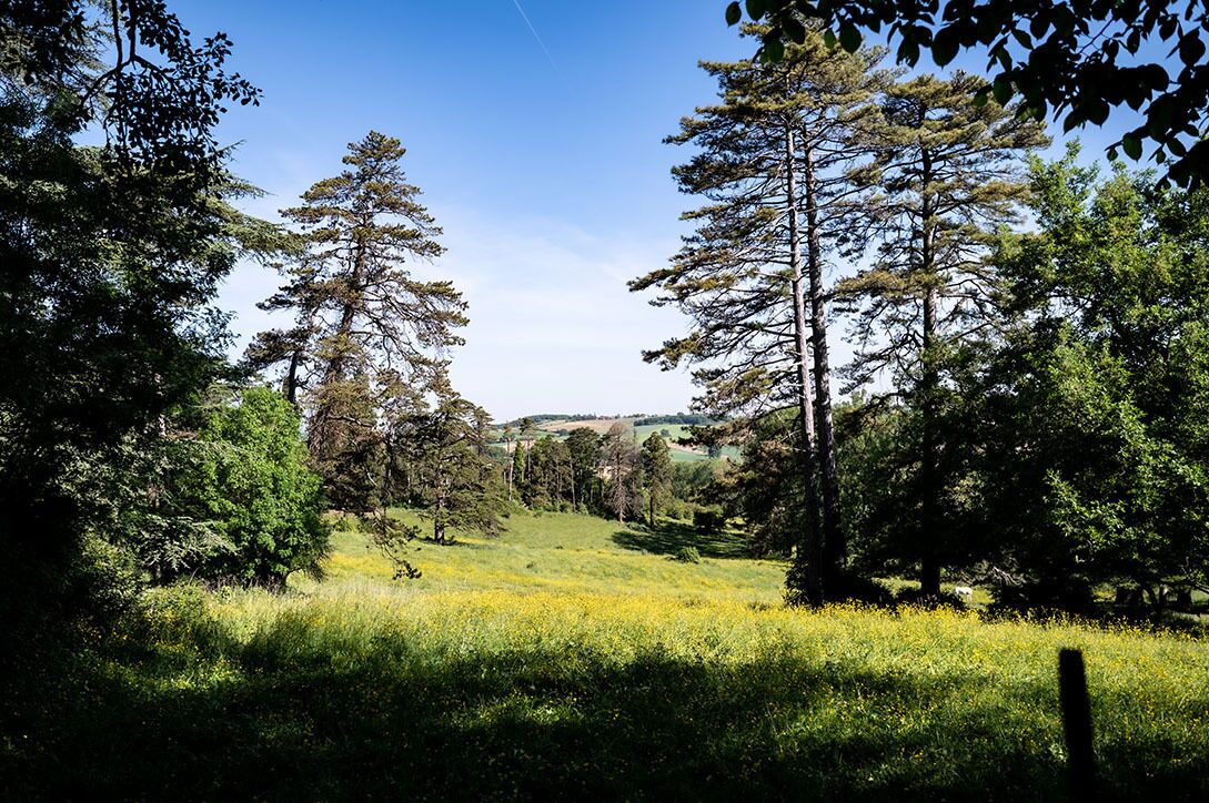 Un paisaje natural con árboles altos y un campo cubierto de hierba.