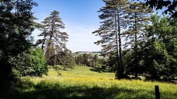 Un paisaje natural con árboles altos y un campo cubierto de hierba.