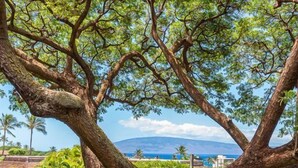 A tree-lined pathway leading to a scenic view of the ocean.