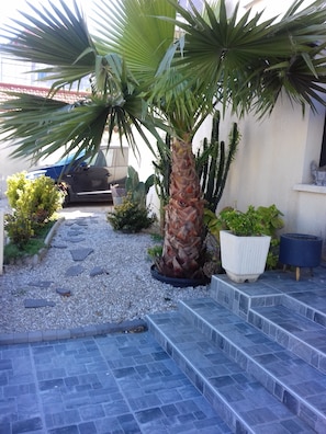 Un jardin avec un palmier, un cactus et une plante en pot.