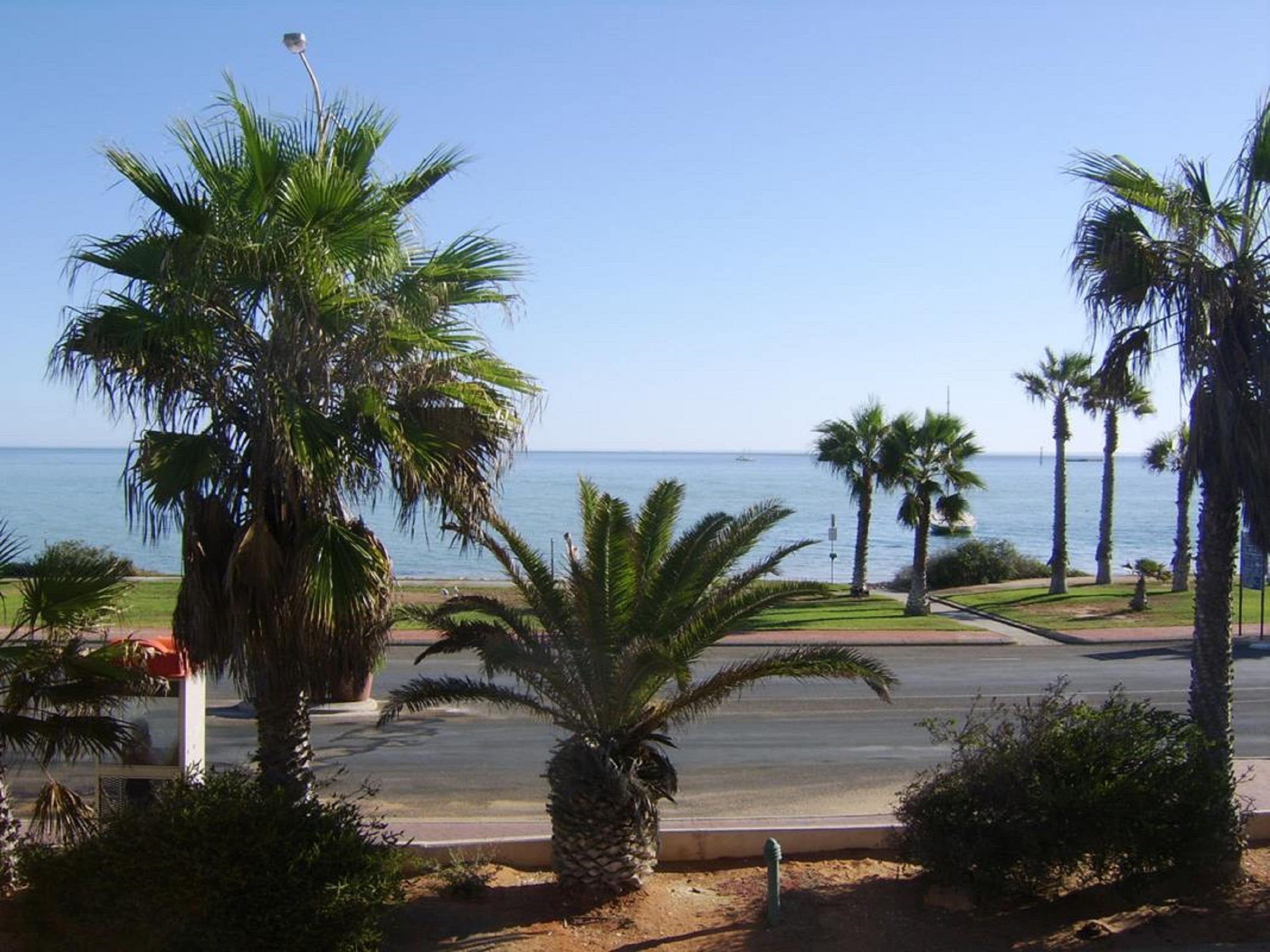 Una strada costiera con palme e vista libera sull'oceano.
