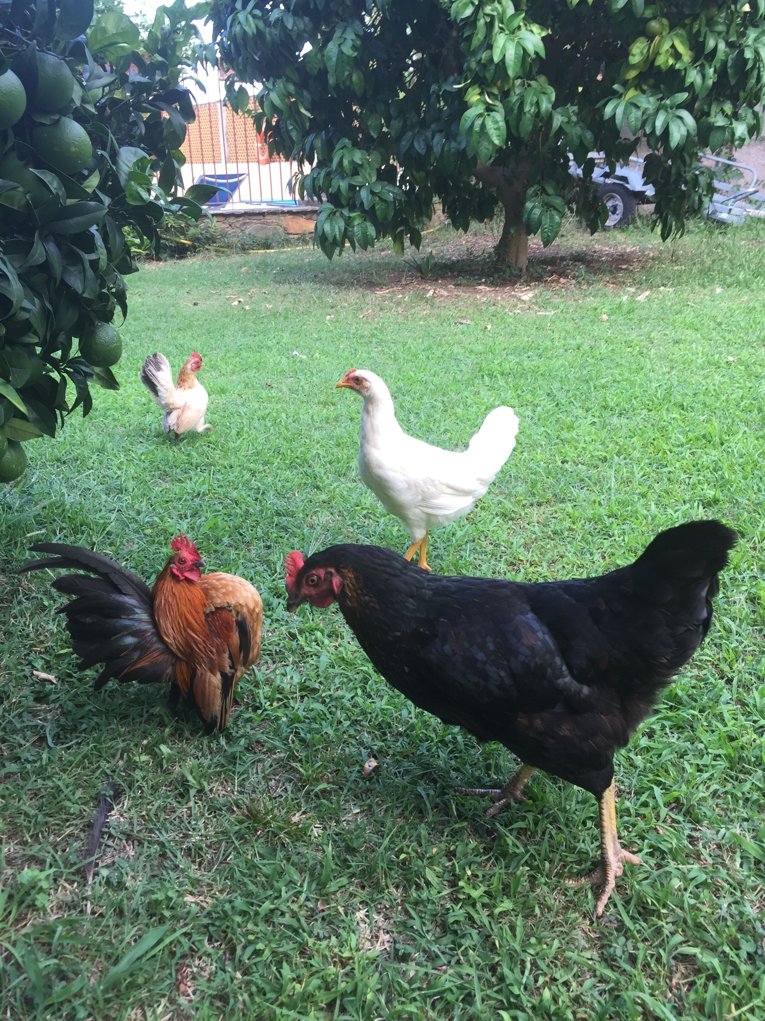 A grassy outdoor area with several chickens and a rooster.