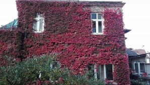 A building covered in red ivy. - Hotel Favorit (Sofia)