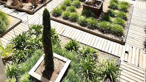 A rooftop garden with various plants and a wooden deck. - Les Appartements du Vieux-Port (Marseille)
