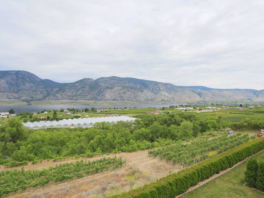 A vineyard with rows of grapevines, a greenhouse, and a mountainous backdrop.