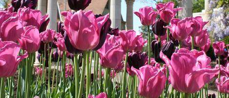 A gazebo with a dome roof surrounded by pink and purple tulips.
