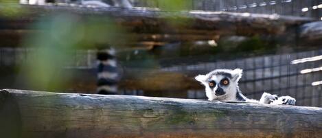 A lemur resting on a wooden log in a zoo enclosure.