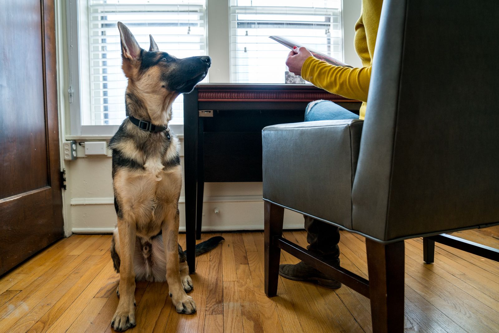 A dog sitting on a wooden floor next to a person holding a tablet.