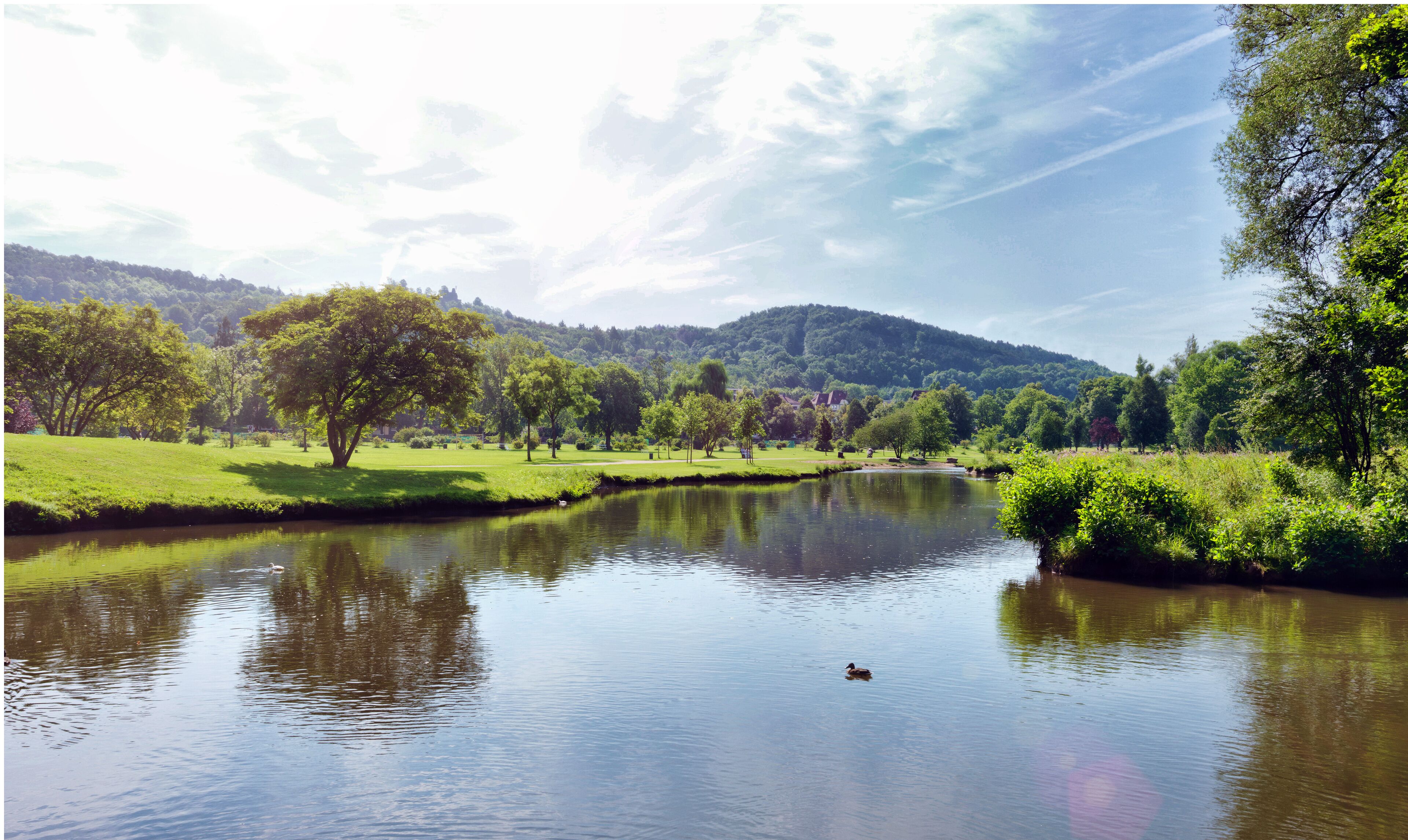 Une rivière paisible où nage un canard, entourée d’une végétation luxuriante et d’arbres.
