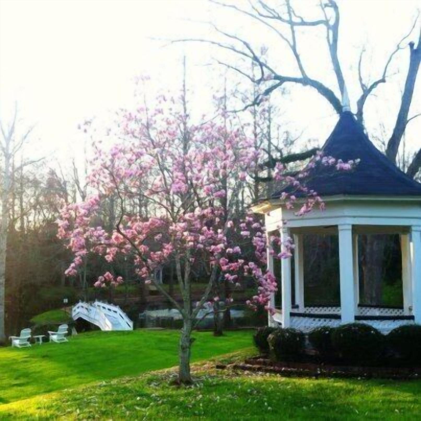 A gazebo with a white exterior and a dark roof, surrounded by a well-maintained lawn and a flowering tree.
