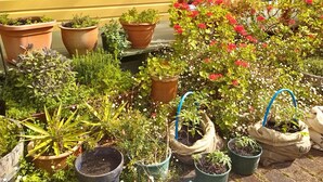 A variety of potted plants and flowers arranged on a porch with a yellow house in the background. - Bazil's Hostel & Surf School (Westport)