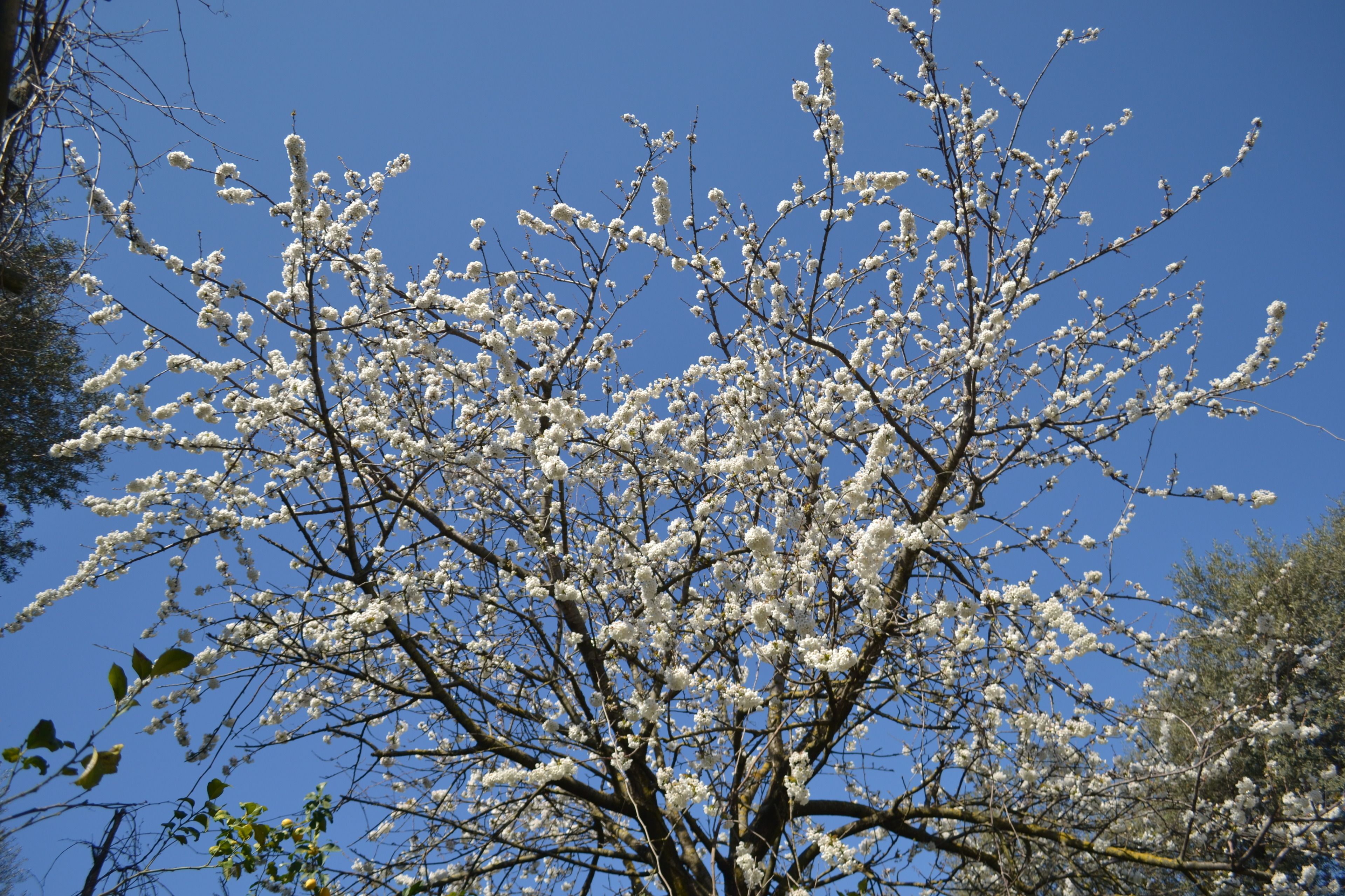 Foto - Sorrento Experience