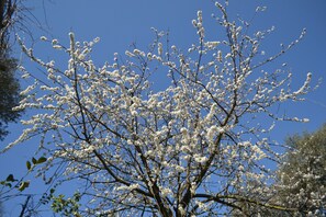A tree with white blossoms against a clear blue sky. - Sorrento Experience (Sorrento)