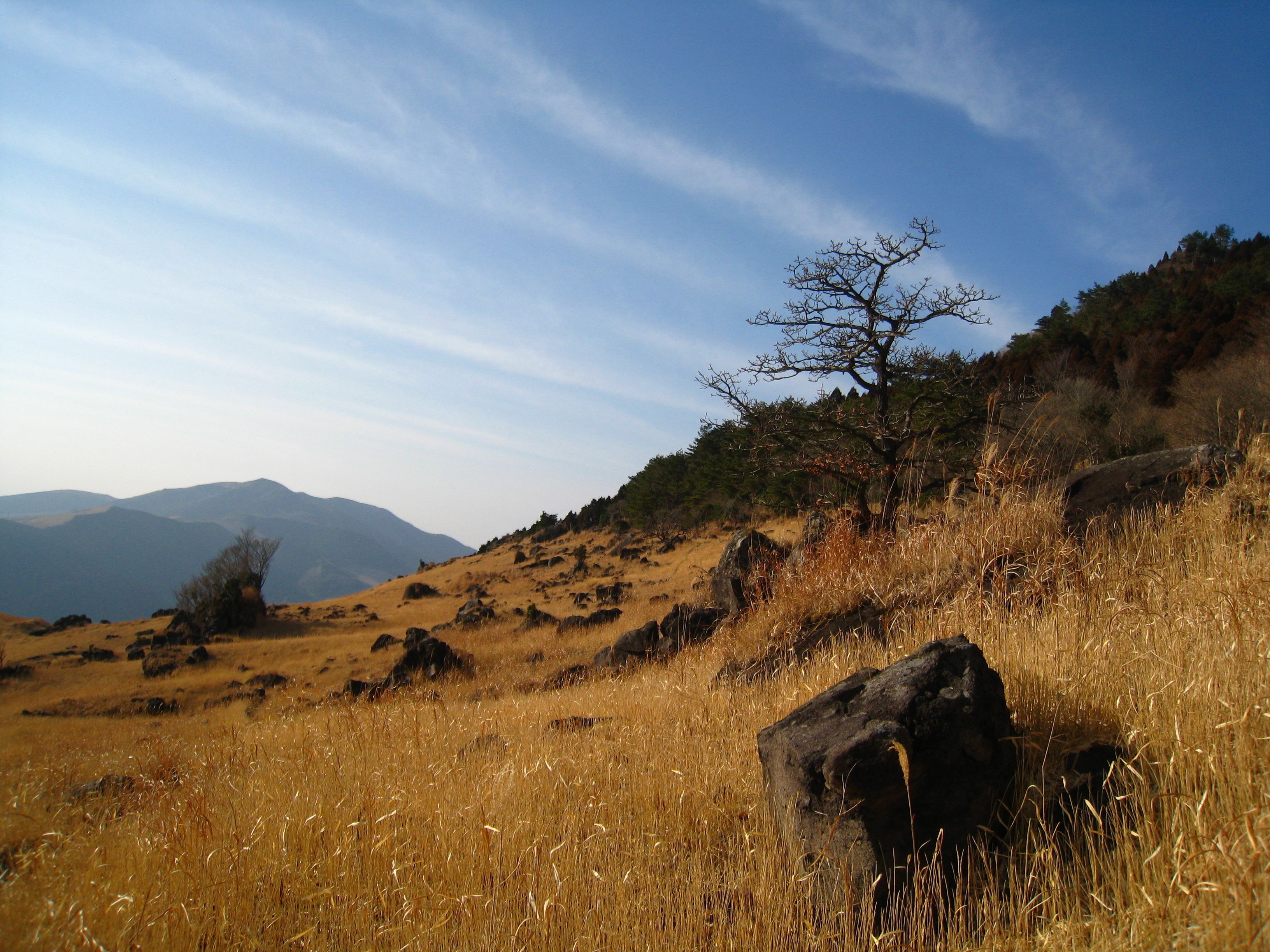 Un paisaje natural con cielo despejado, una roca destacada en primer plano y un árbol sin hojas en una colina.