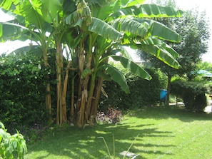 Jardí