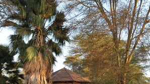 Ein Resort mit einer großen Palme, einem Gebäude mit Reetdach und gepflegten Gärten.
