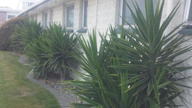 Una hilera de plantas verdes y puntiagudas a lo largo de la fachada de un edificio.