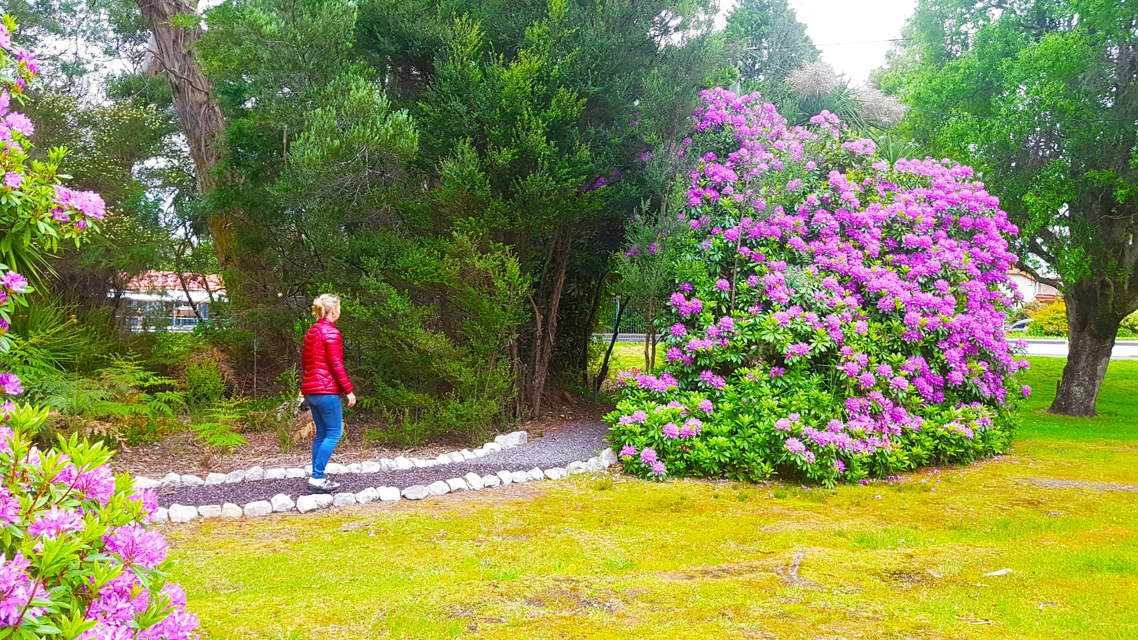 A person walking along a stone pathway in a garden with vibrant pink flowers and lush green trees.