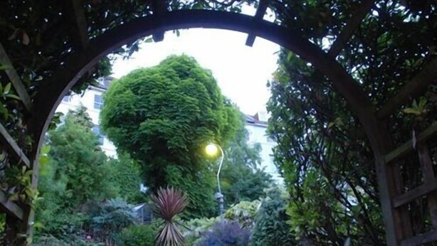 Een tuin met een centrale boom, omringd door diverse planten en een houten pergola.