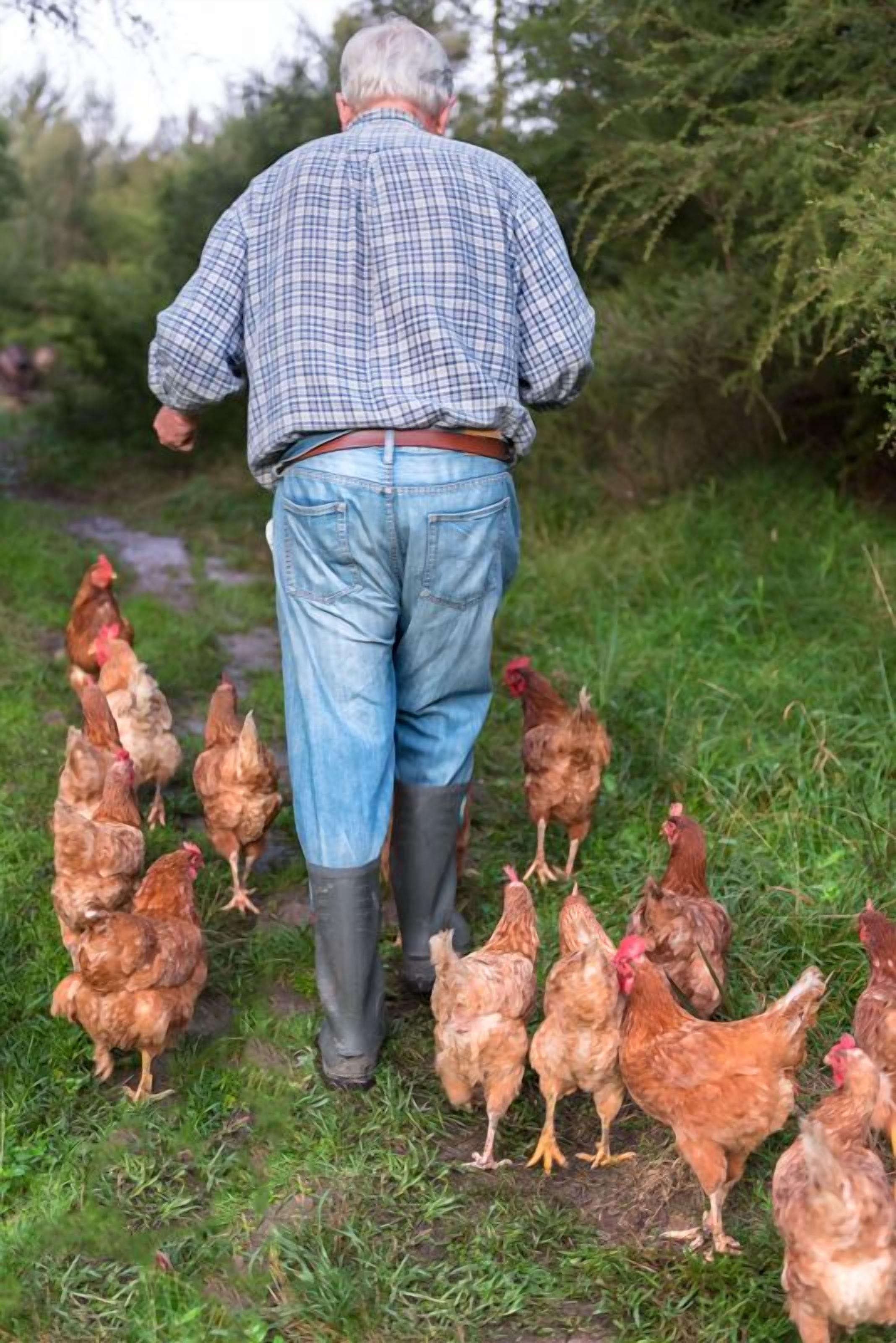 A person walking with a group of chickens in a grassy area.