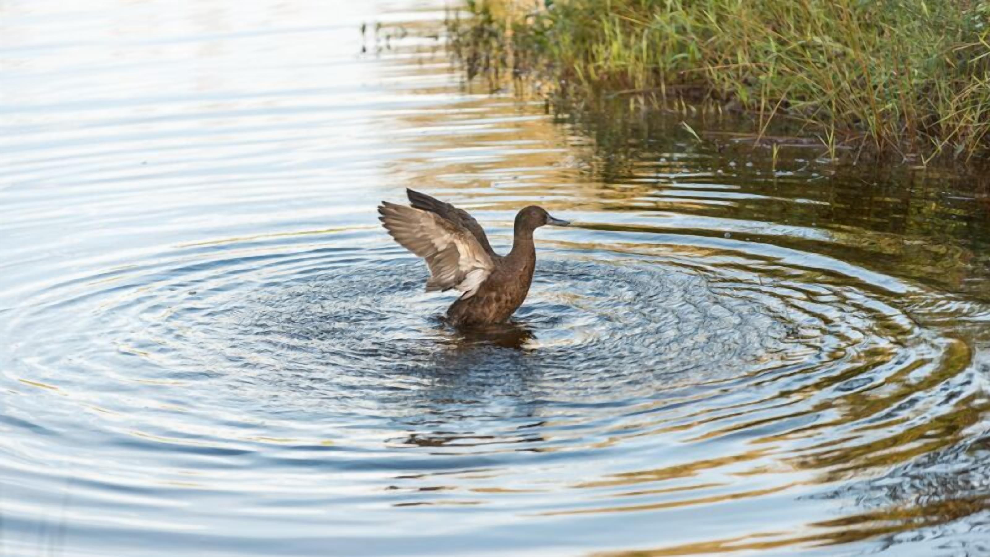 Un canard se tient dans une étendue d’eau, et de petites vagues se forment autour de lui.