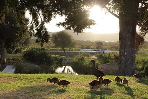 Property grounds - Russell - Orongo Bay Holiday Park (Russell)