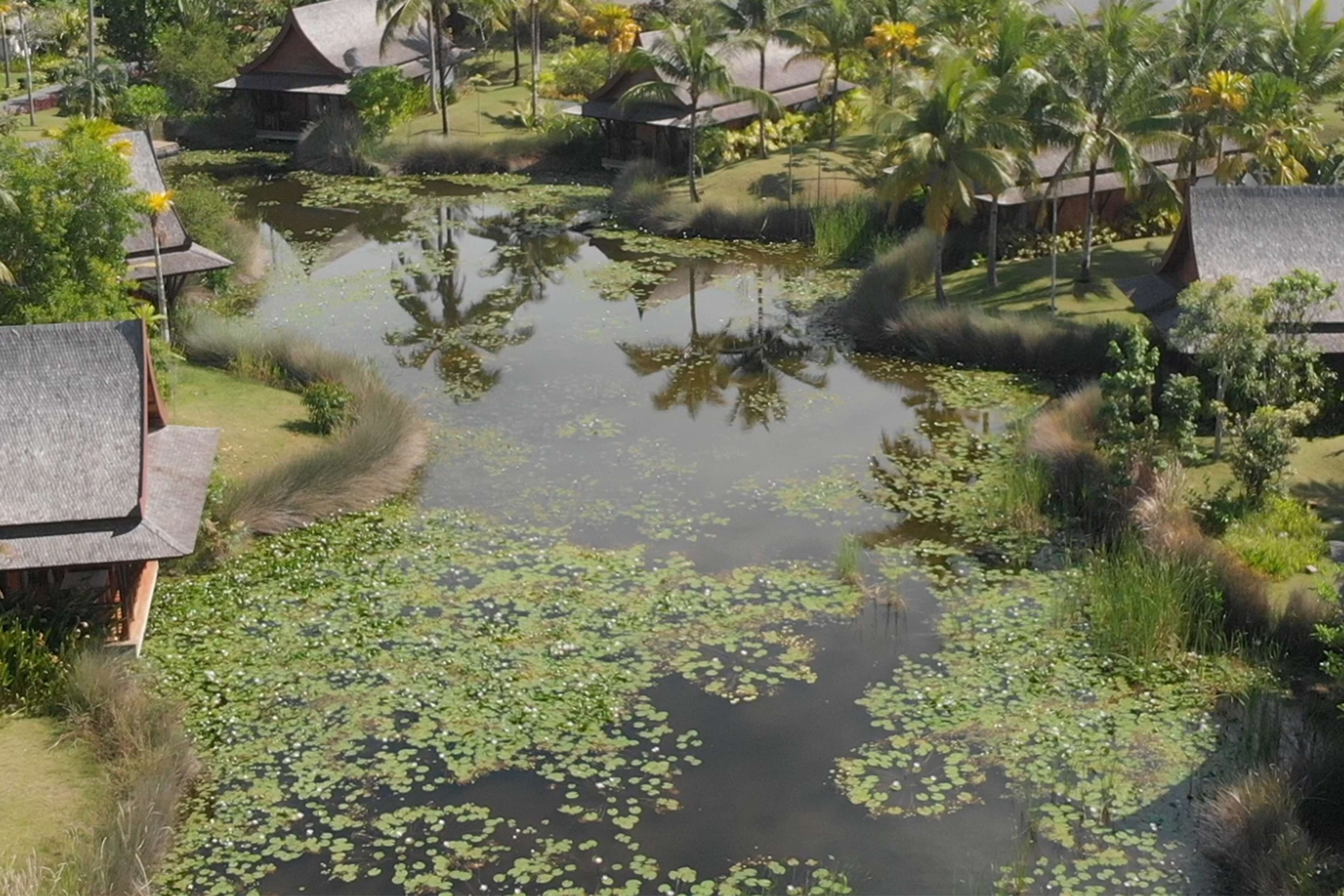 A traditional-style building with a thatched roof, surrounded by a pond with lily pads and tropical vegetation.