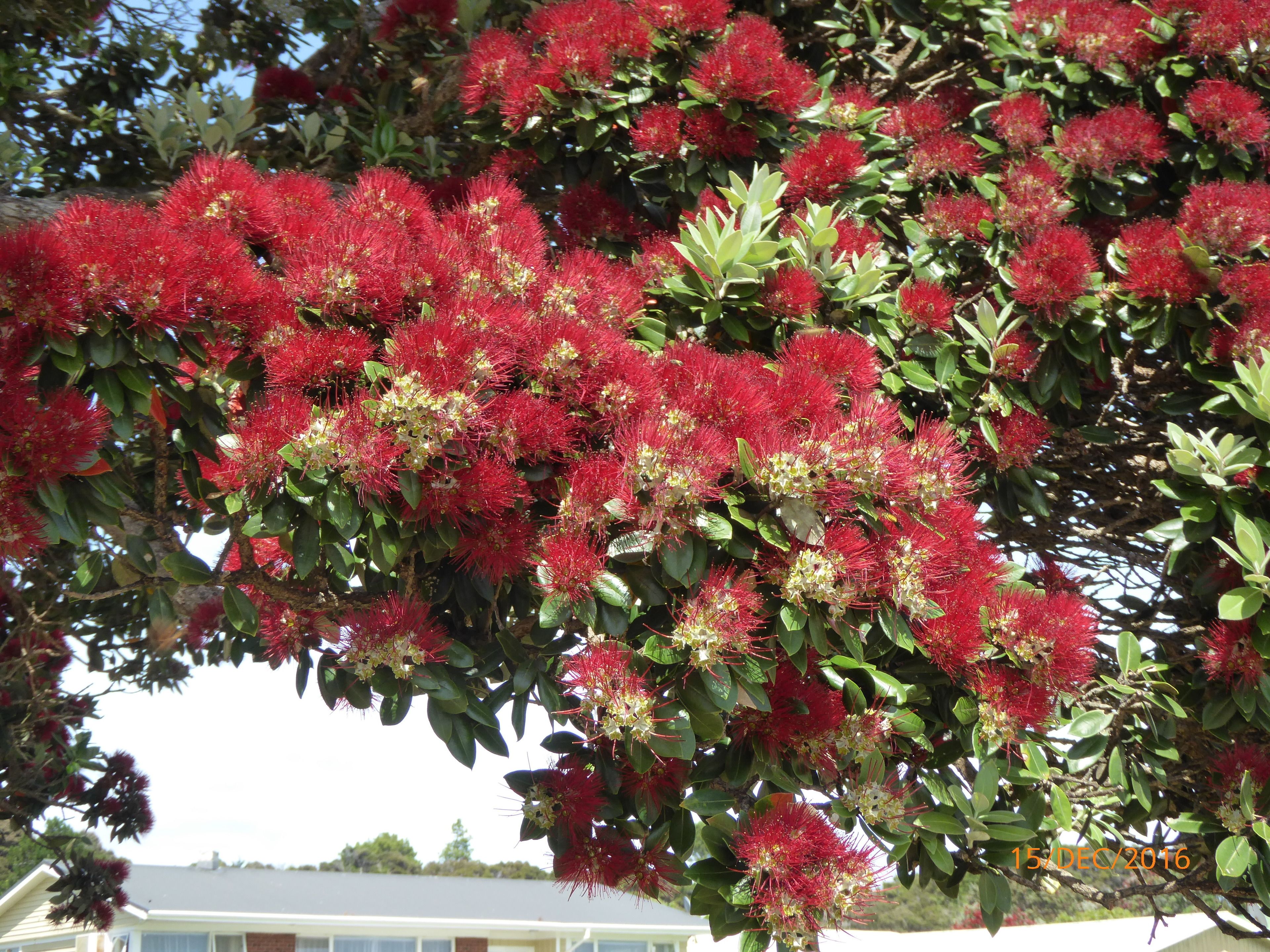 Ein Baum mit dichten Büscheln roter Blüten und grünen Blättern.