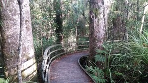 A curved wooden bridge in a forested area with dense foliage and trees. - Tarltons Lodge (Paihia)