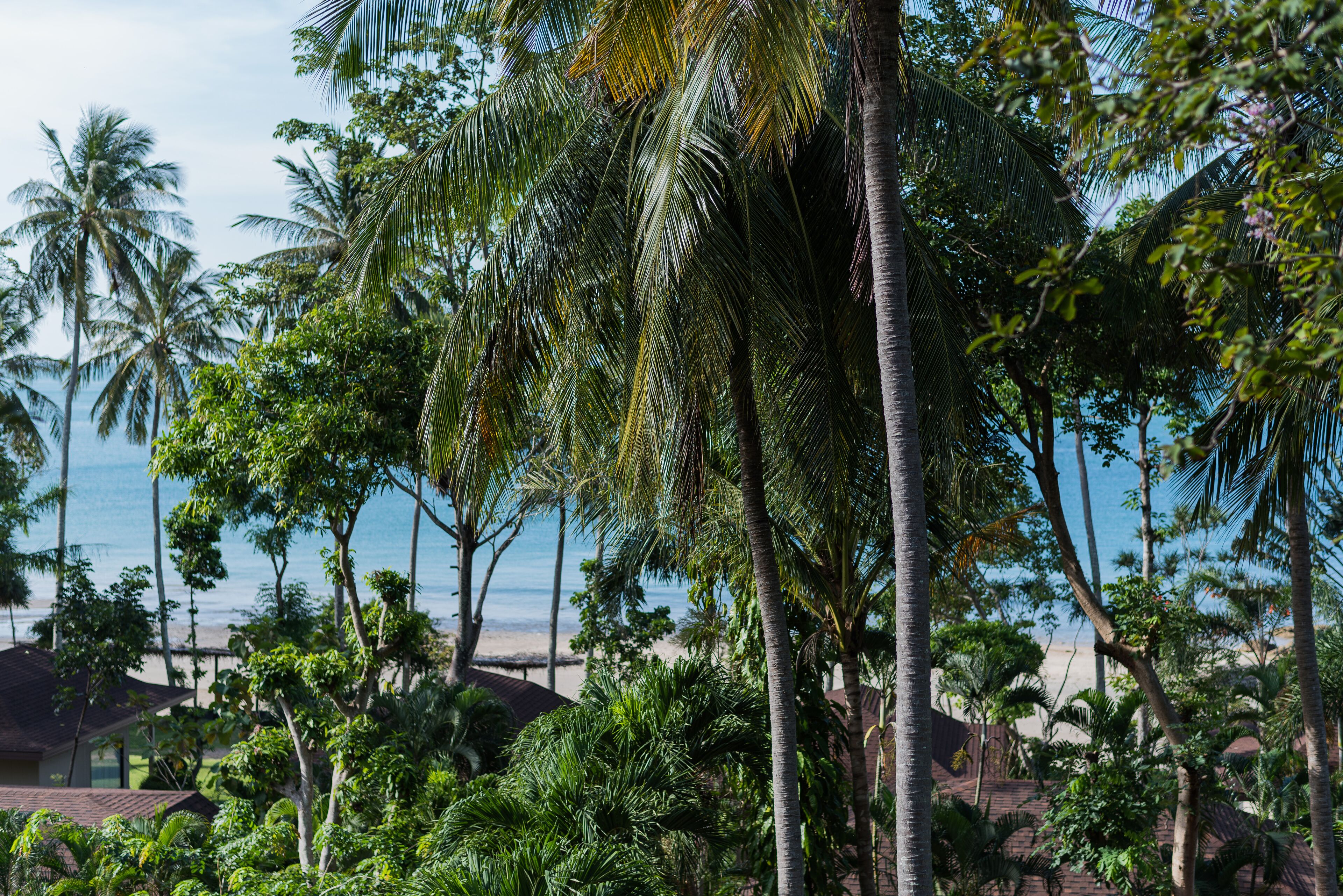 A tropical beach setting with palm trees and a view of the ocean.