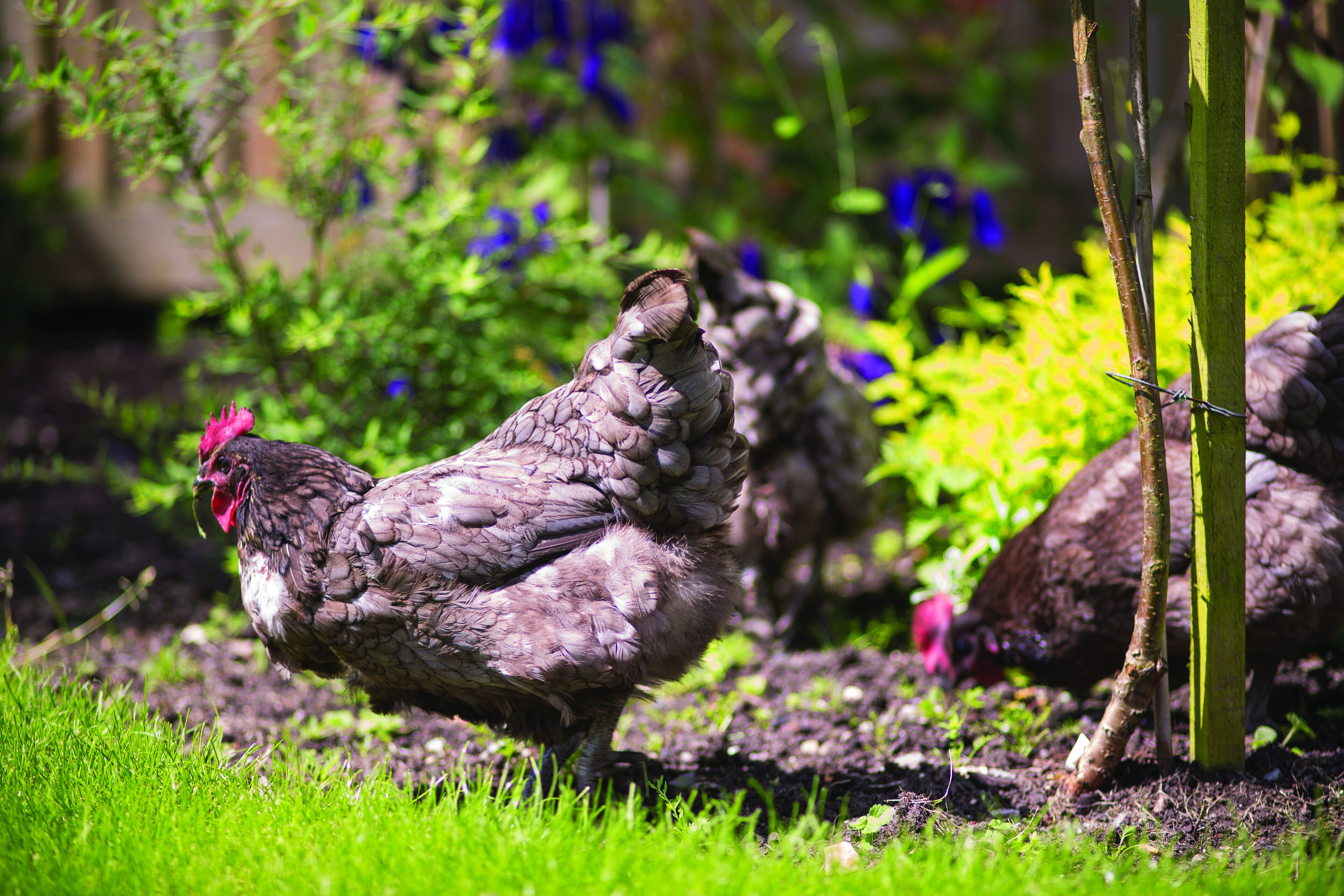 Un grupo de gallinas en un jardín con césped y plantas verdes.