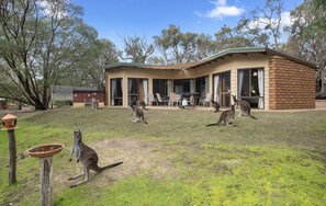 Premium Lodge | Terrace/patio - Yelverton Brook Conservation Sanctuary (Metricup)