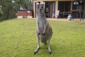 Garden - Yelverton Brook Conservation Sanctuary (Metricup)