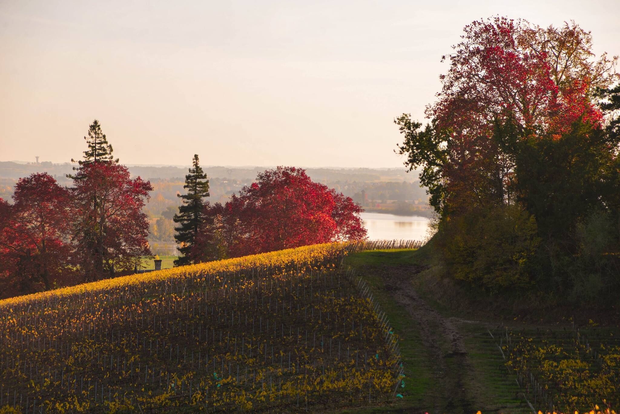 A landscape with a river, trees, and a field of yellow flowers.
