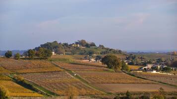 A vineyard landscape with terraced fields and a hilltop house.