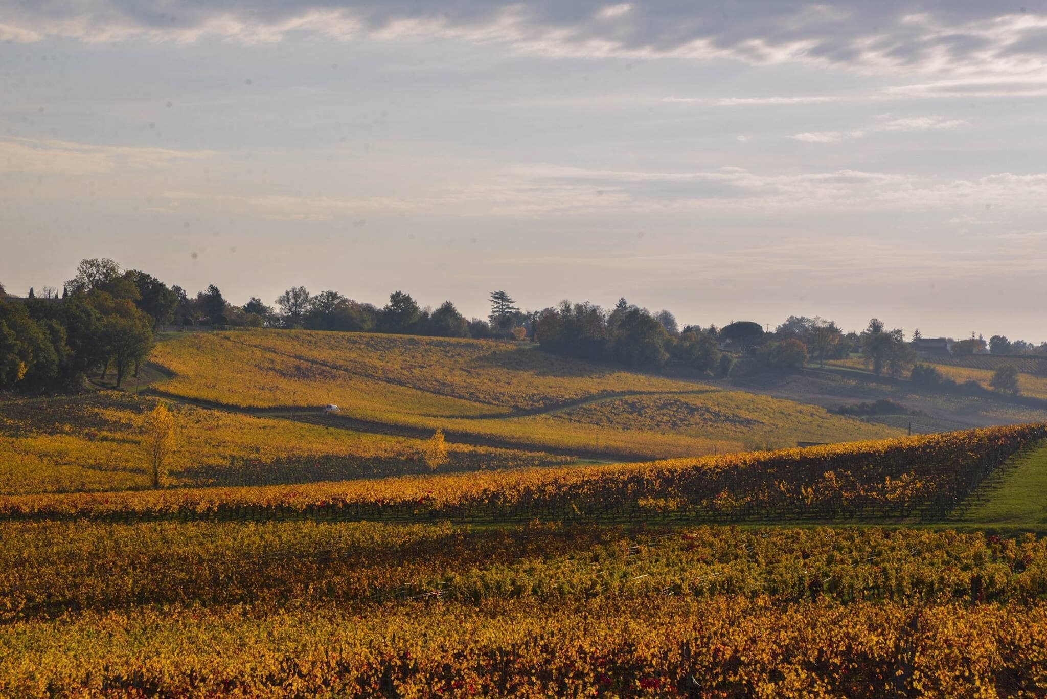 A vineyard landscape with rolling hills and rows of grapevines.