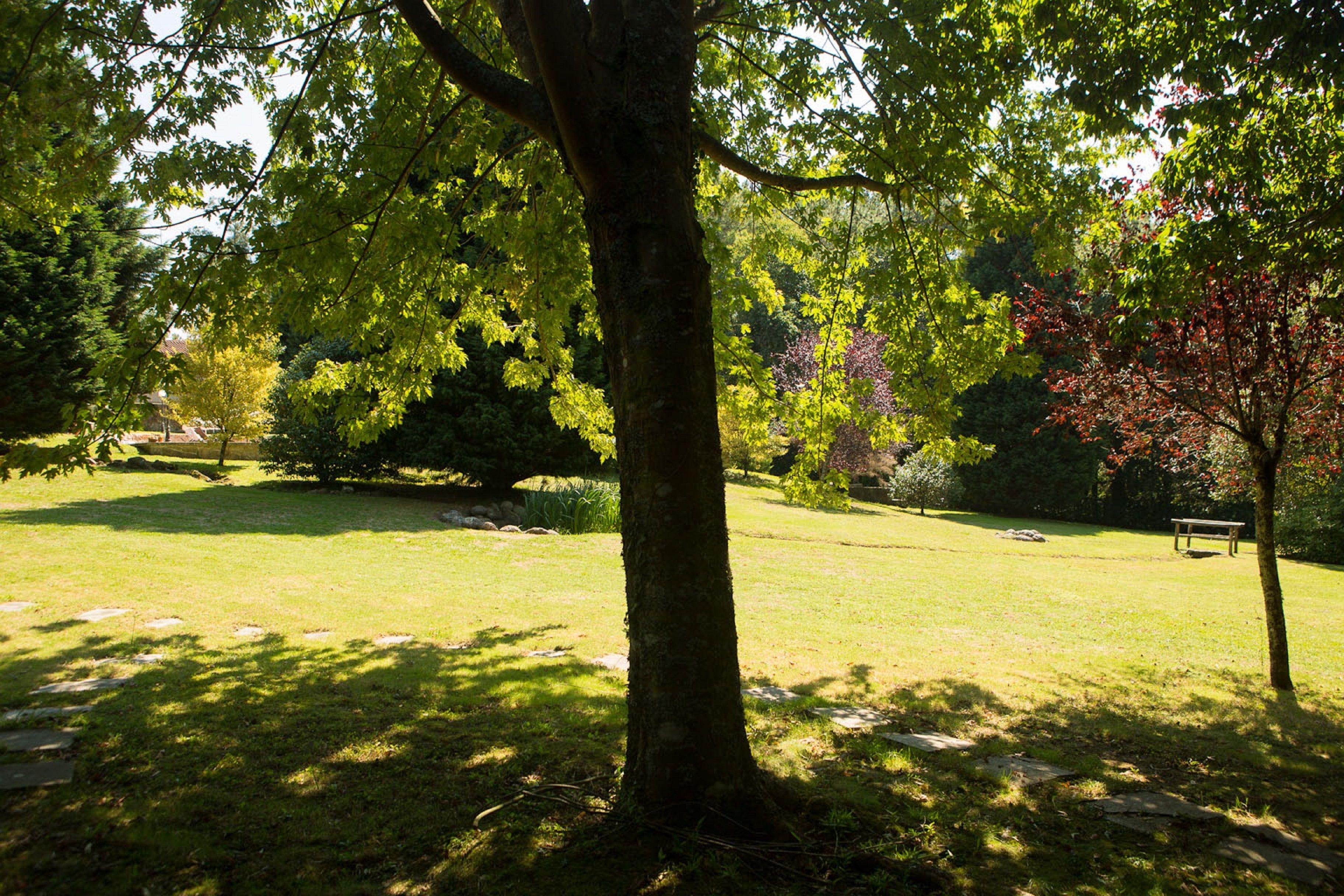 Un parco con un albero grande, una panchina e un prato curato.