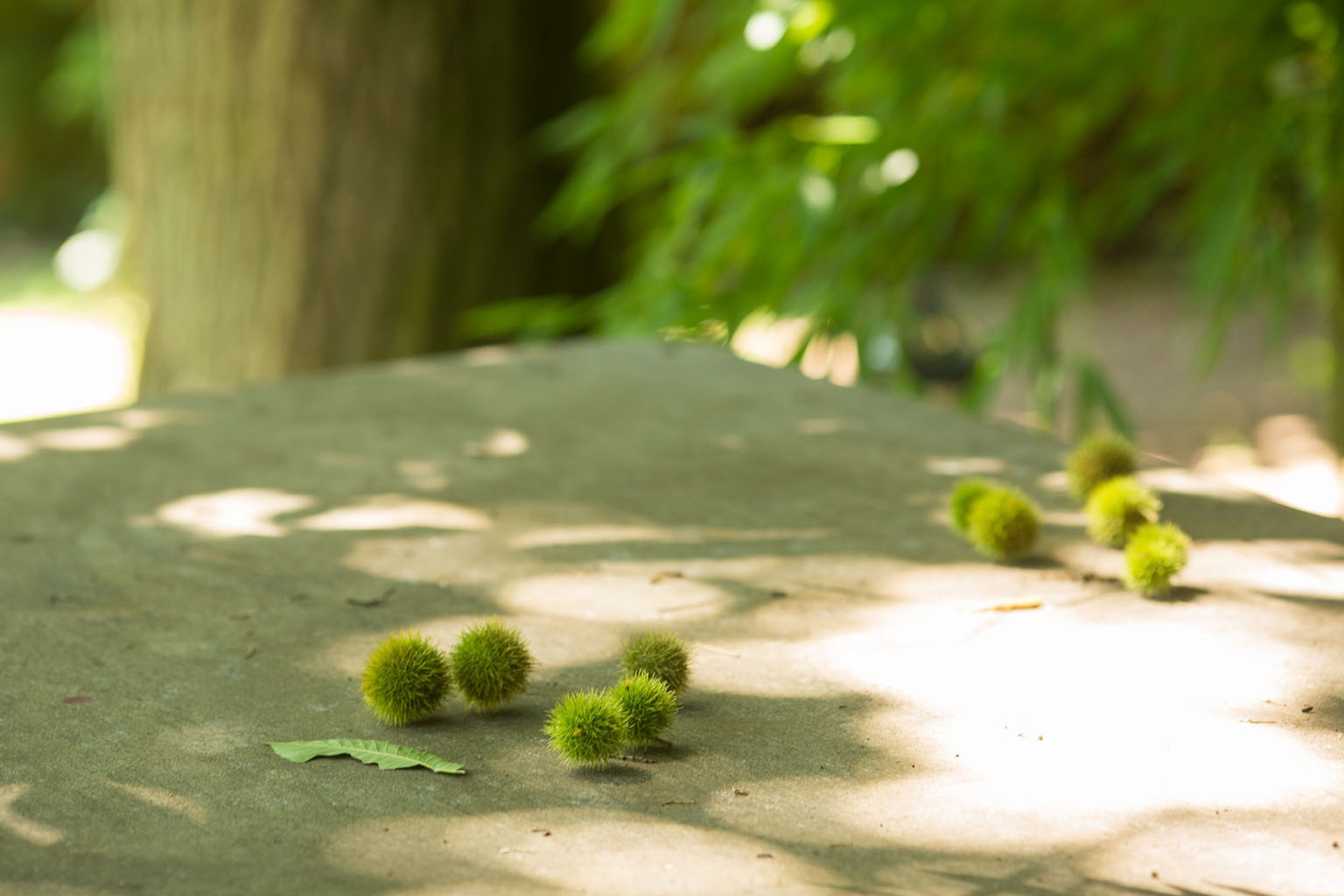 A concrete surface with green spherical objects and a single leaf.
