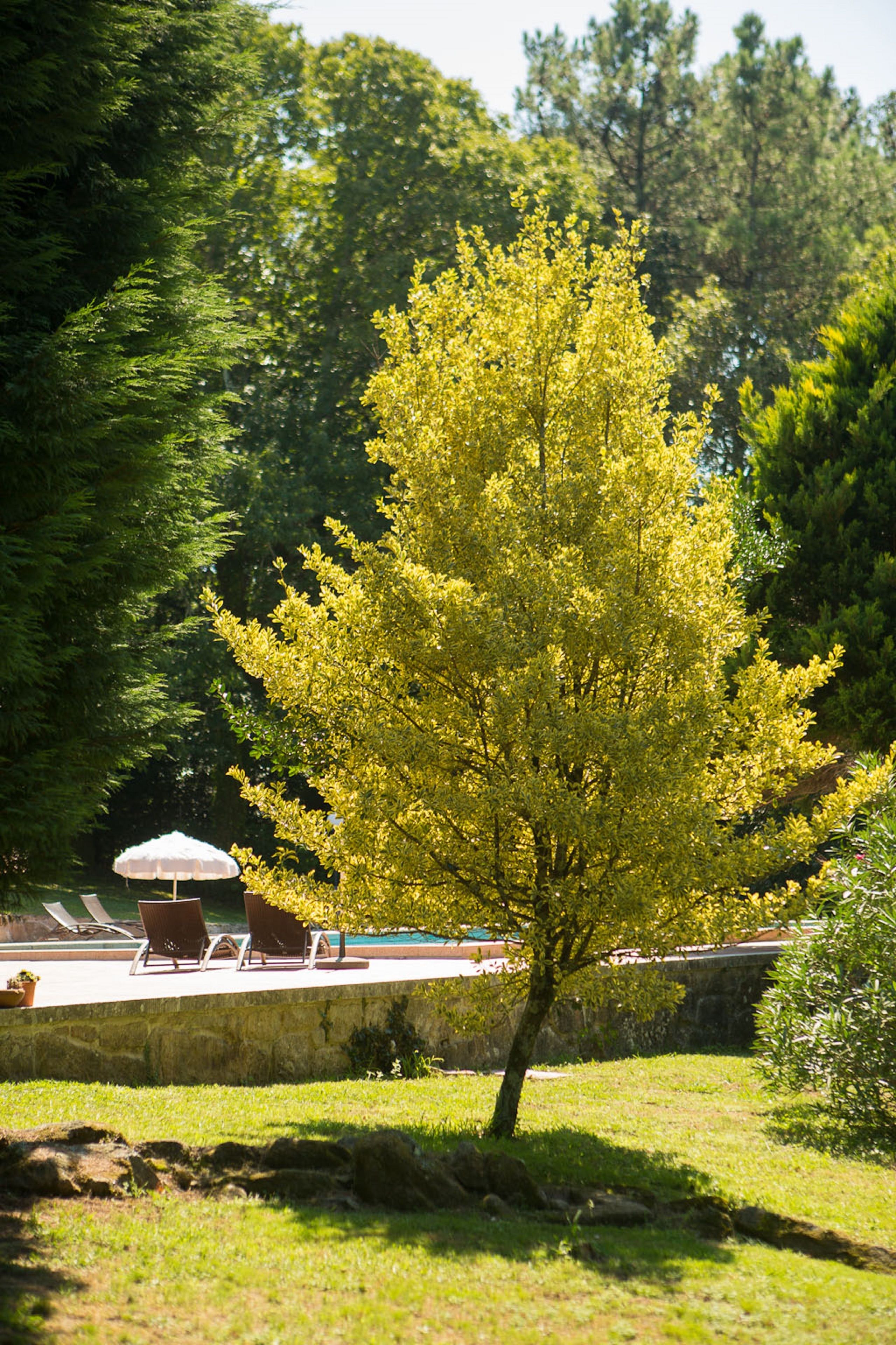 Un espacio al aire libre con árboles, piscina y sillas de descanso.
