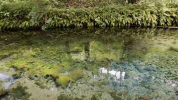 A clear view of a river with dense green foliage on both sides.