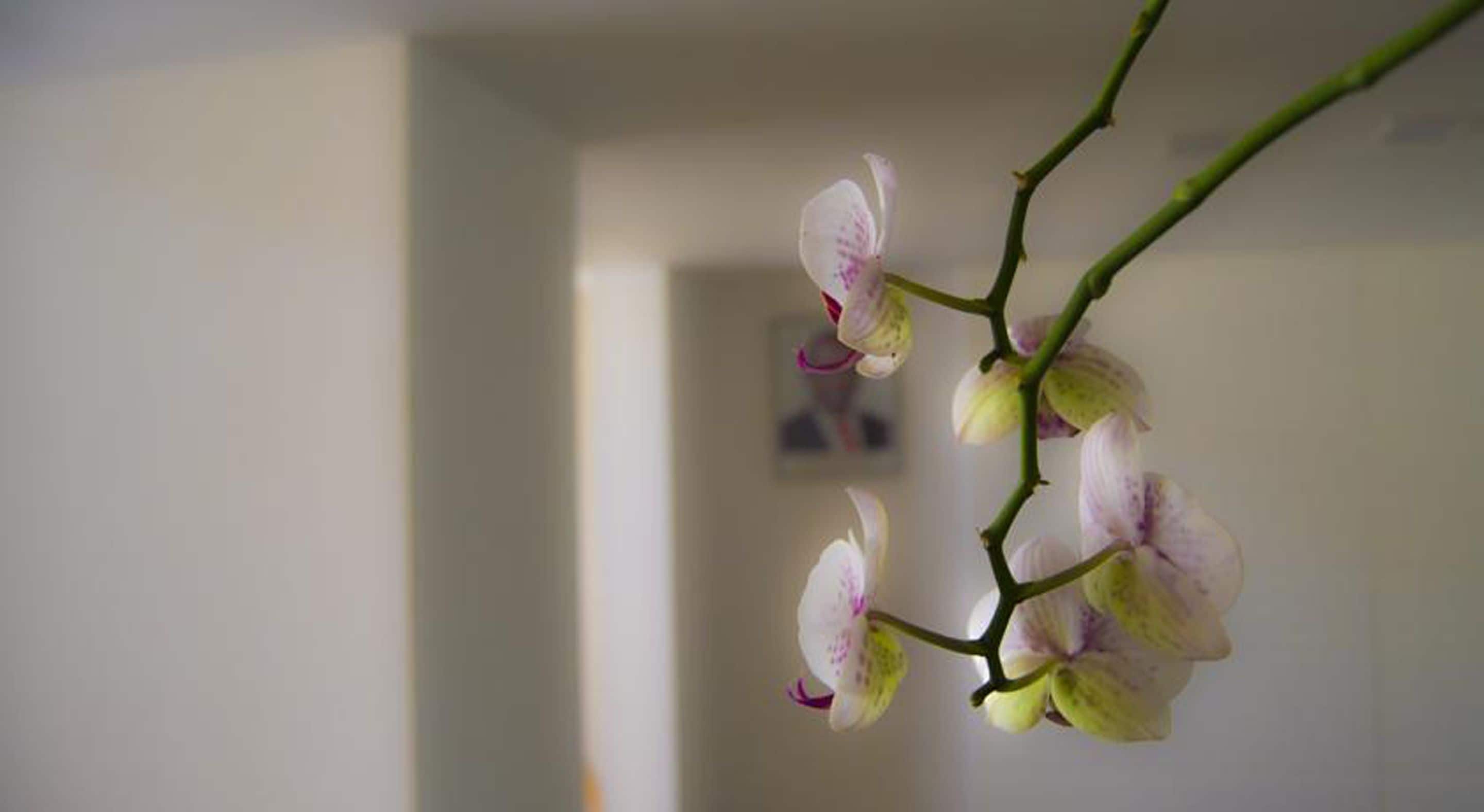 A close-up of an orchid branch with flowers against a blurred indoor background.